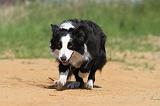 BORDER COLLIE 561